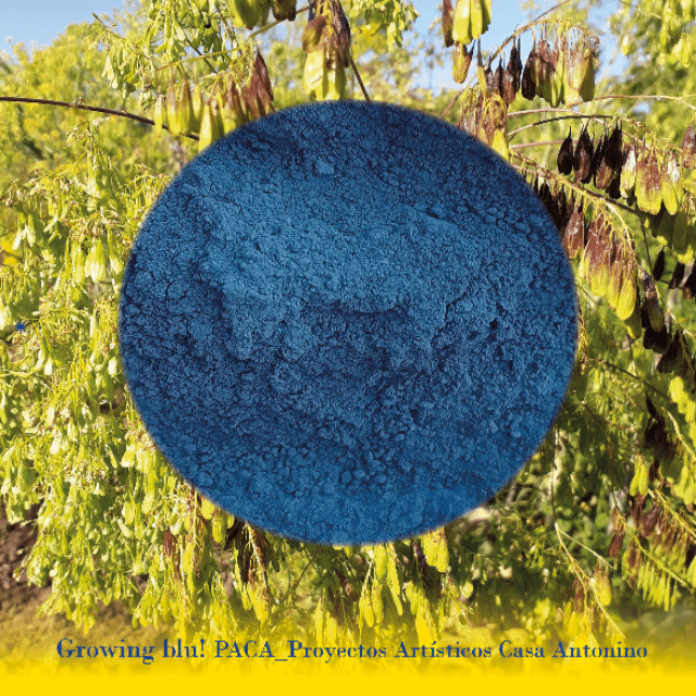Isatis tinctoria. Producción artesana de pigmento azul indigo. Asturias.