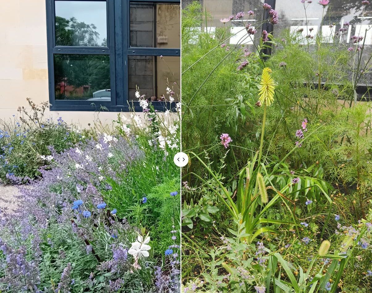 jardin LoVerde. Community Garden. Gijón.