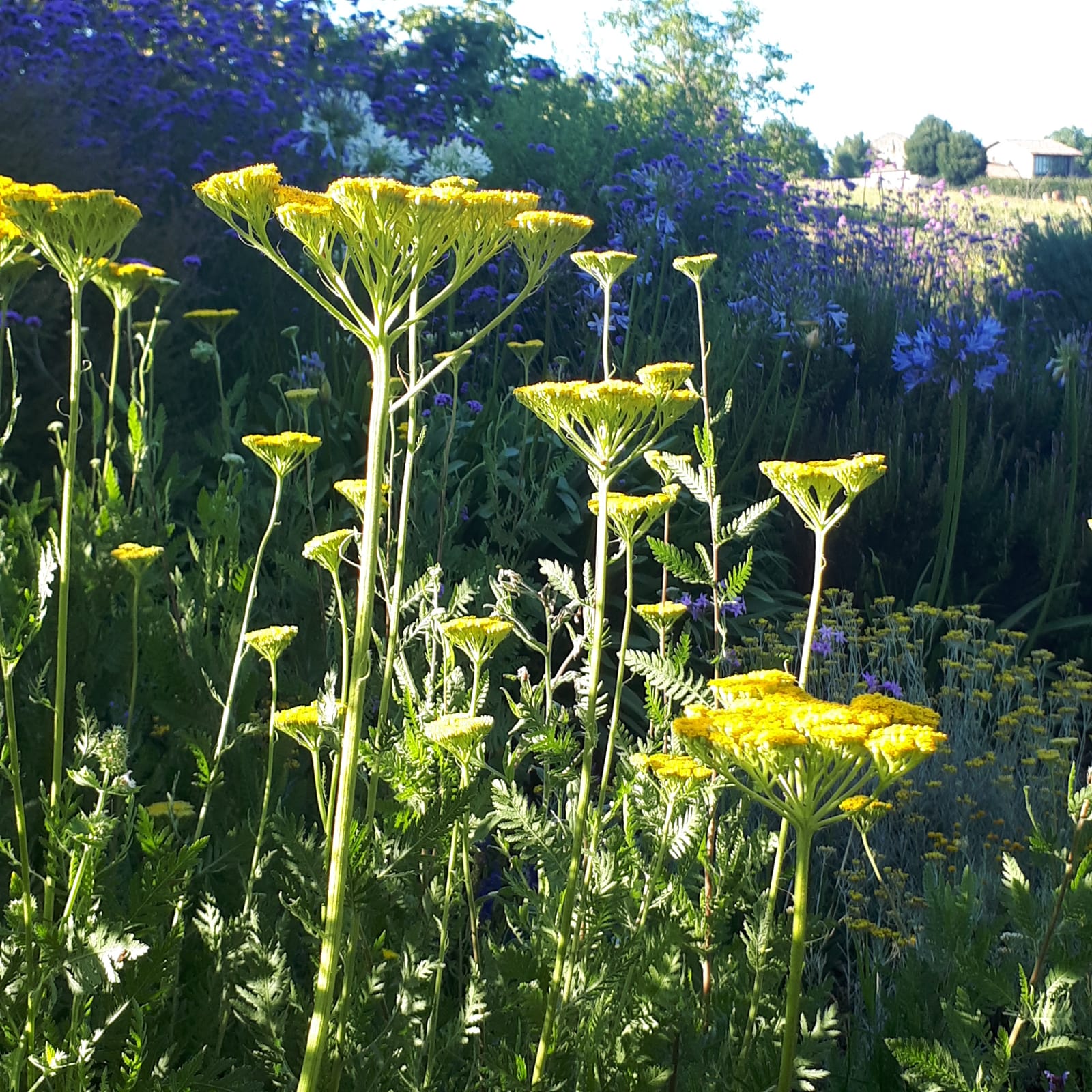 achillea filipendulina cloth of gold en paca gardens