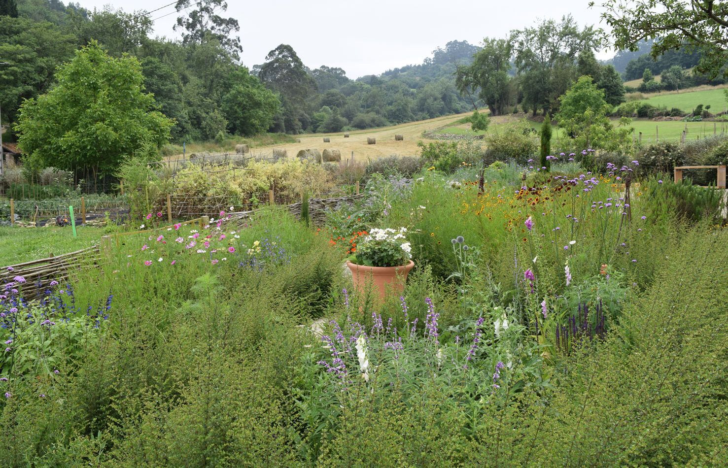 PACA GARDEN IN JUNE.