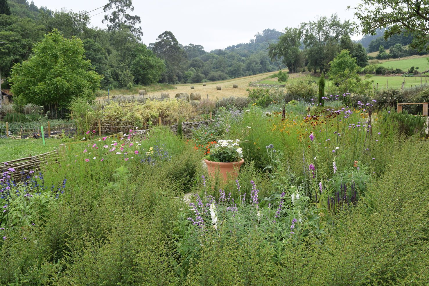 PACA garden in june